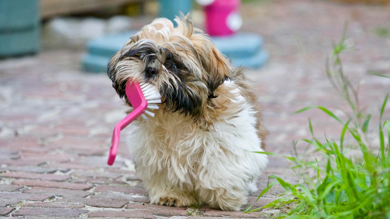 Dog Dental