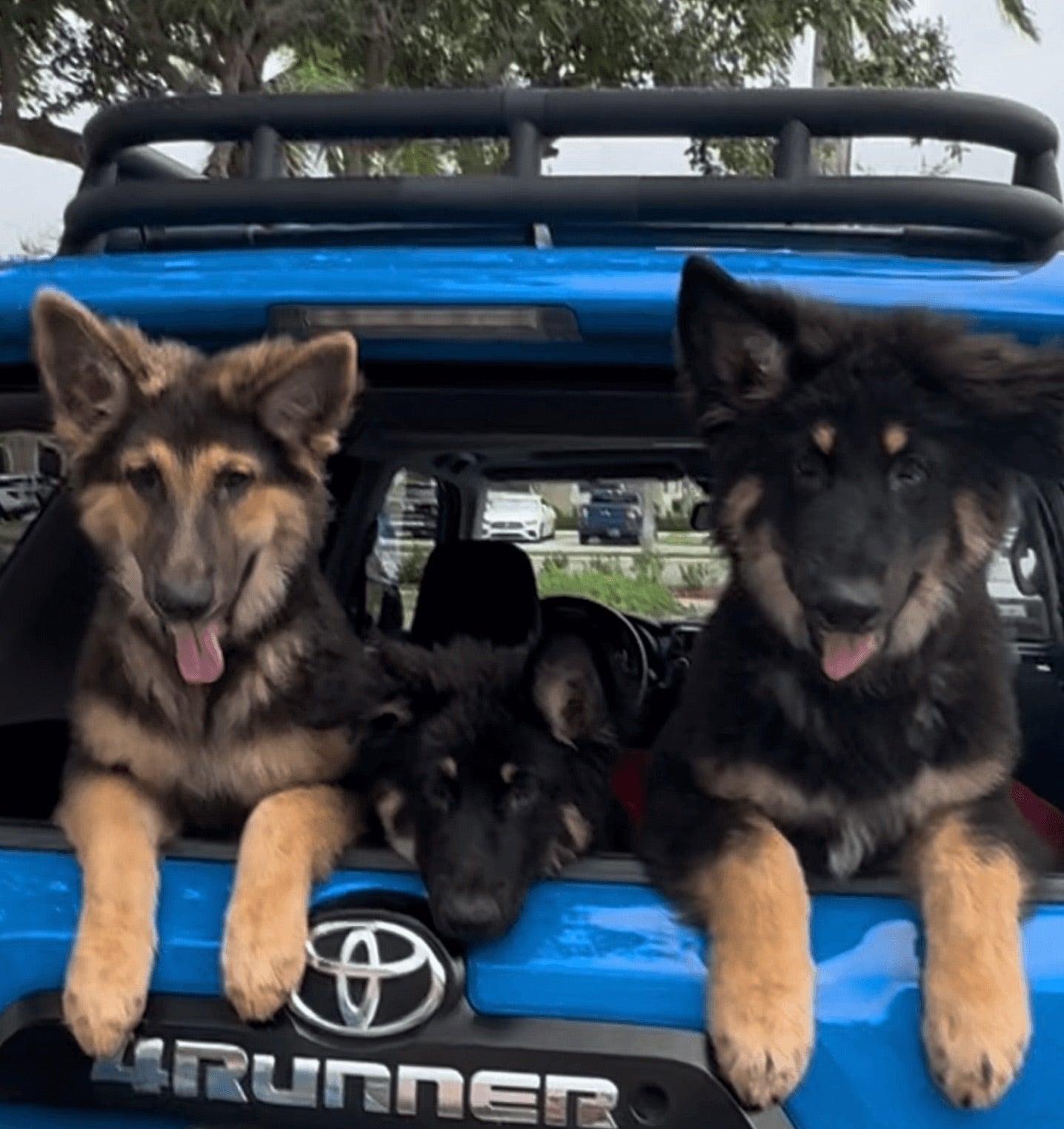 Puppies in Car