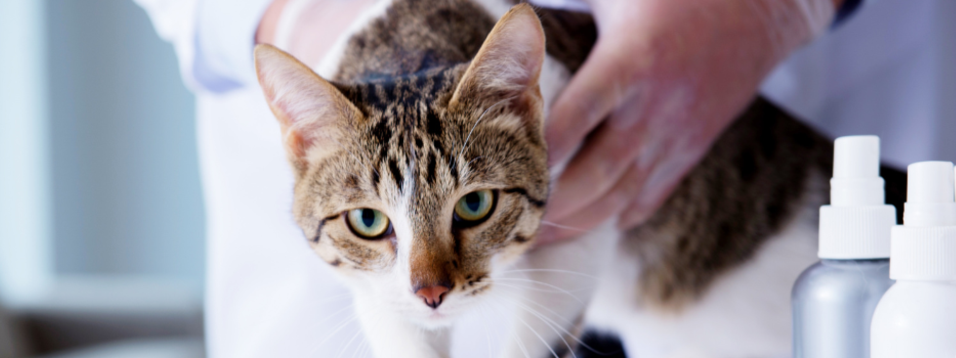 cat-wellness-exams-body-horizontal.png